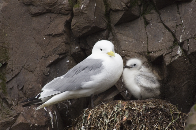 2011-07-04_14-25-18 island.jpg - Mvchen am Vogelfelsen bei Hfn